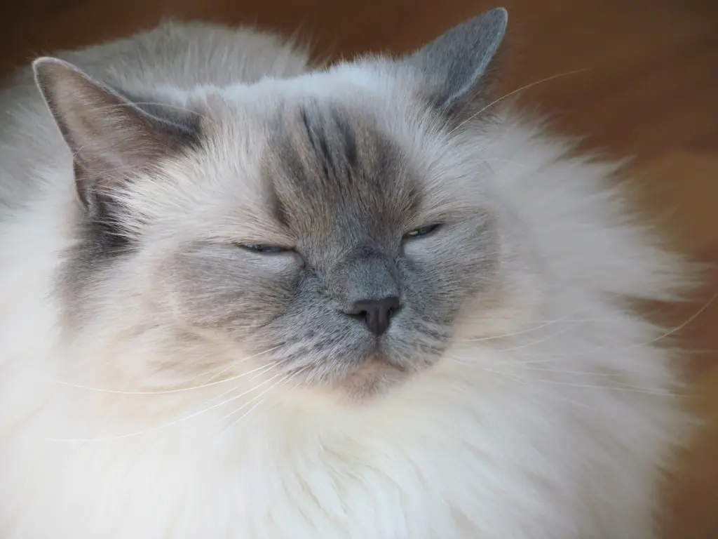 Bild von Ziva