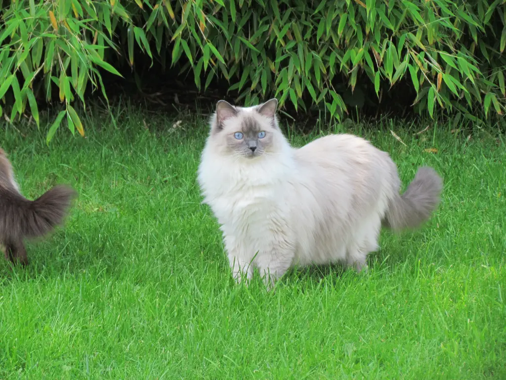 Bild von Ziva