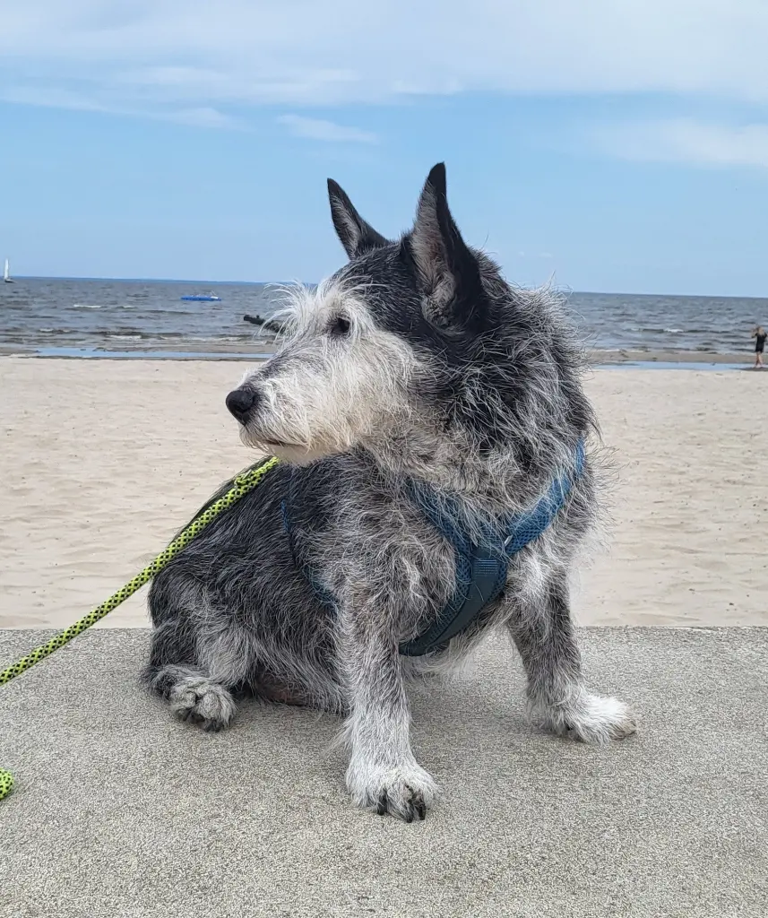 Bild von Frodo
