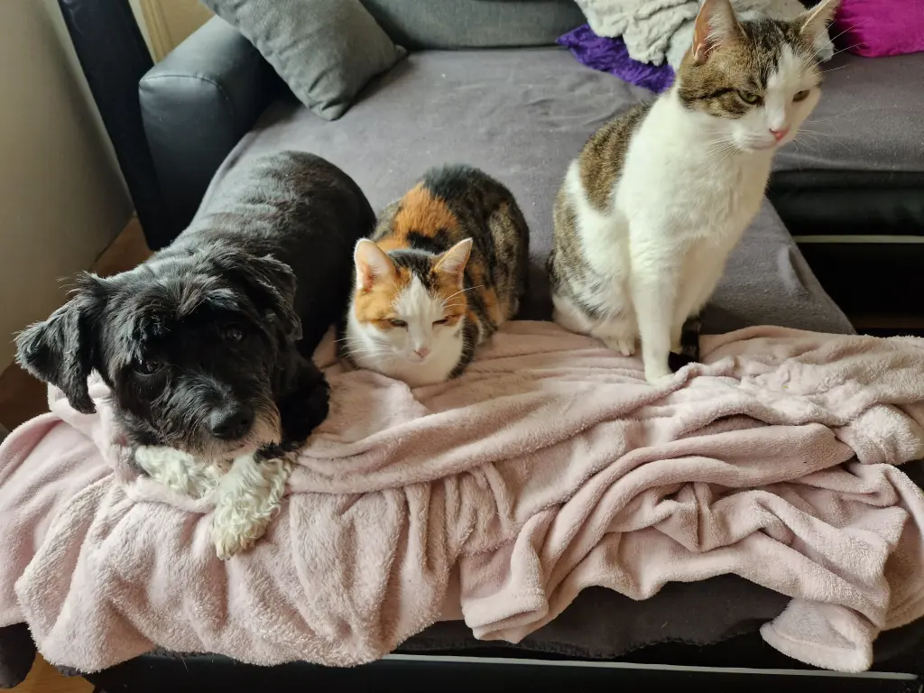 Links Gismo Mitte Nala Rechts Kira