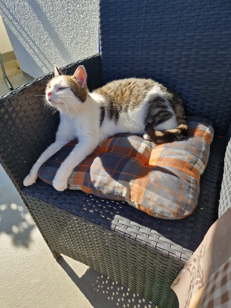 Bild von Kira