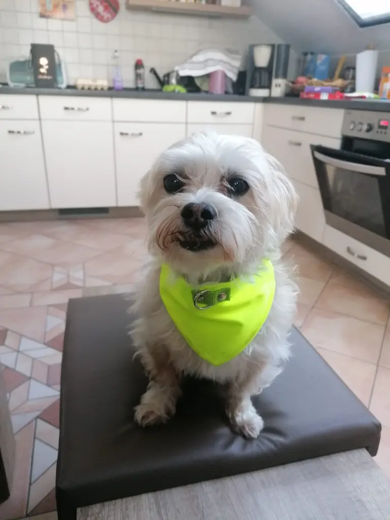 Bild von Mylo