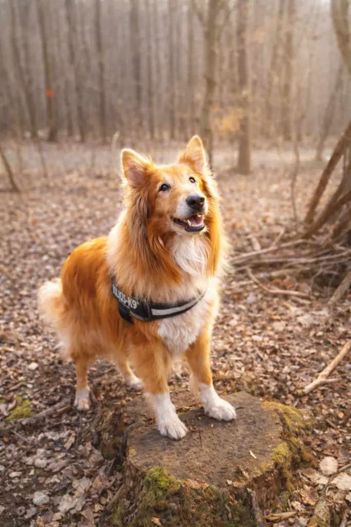 Bild von Leo