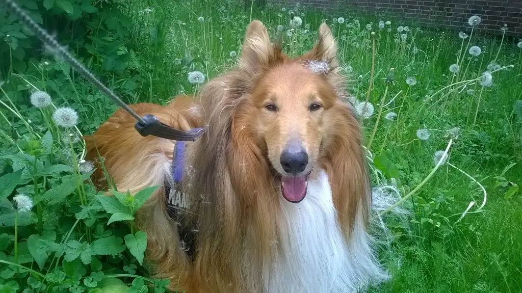 Bild von Leo