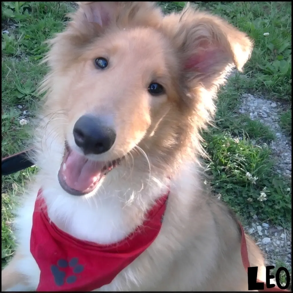 Bild von Leo