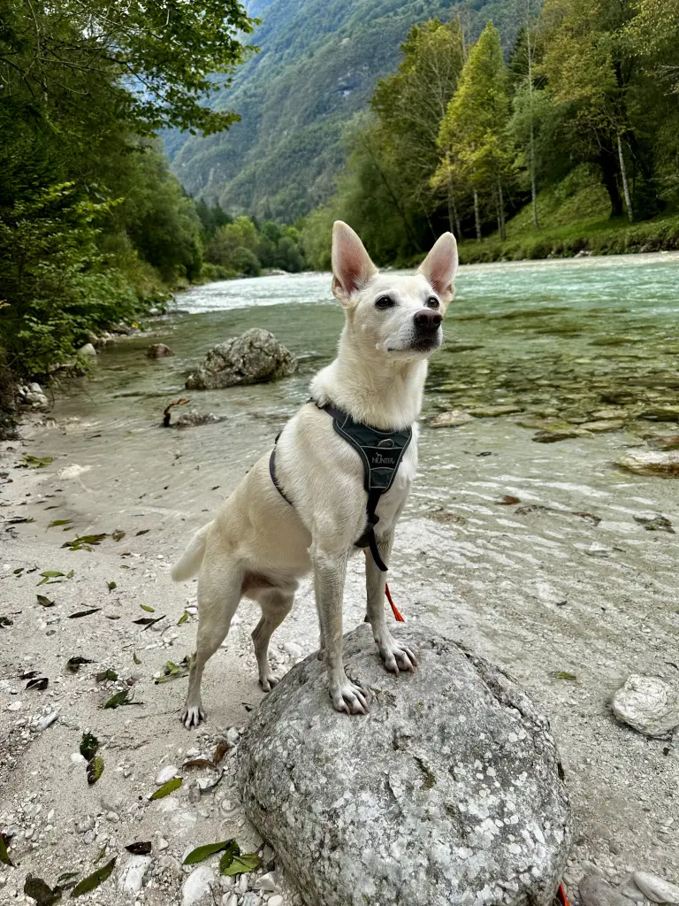 Bild von Ray