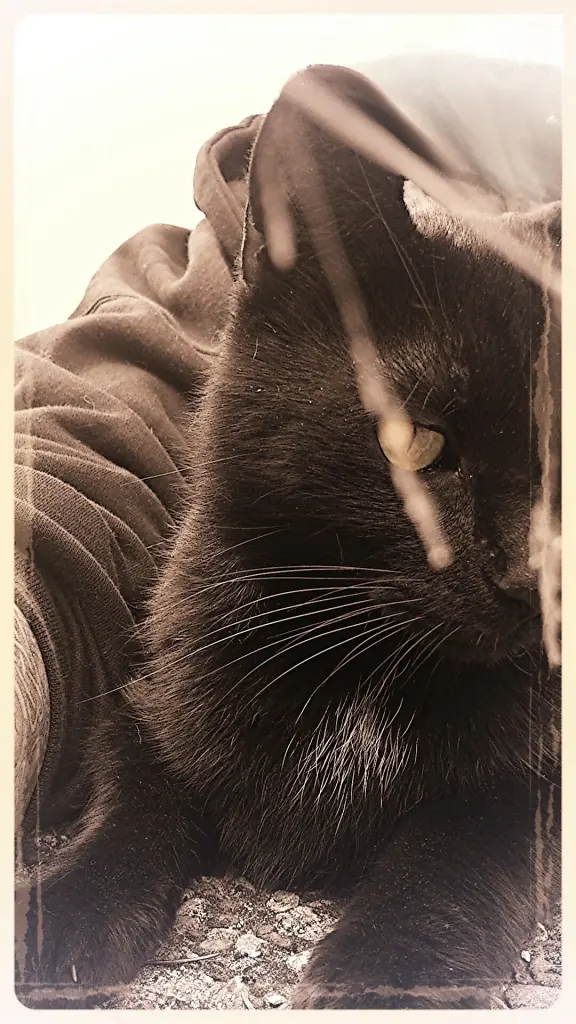 Image from Tigger