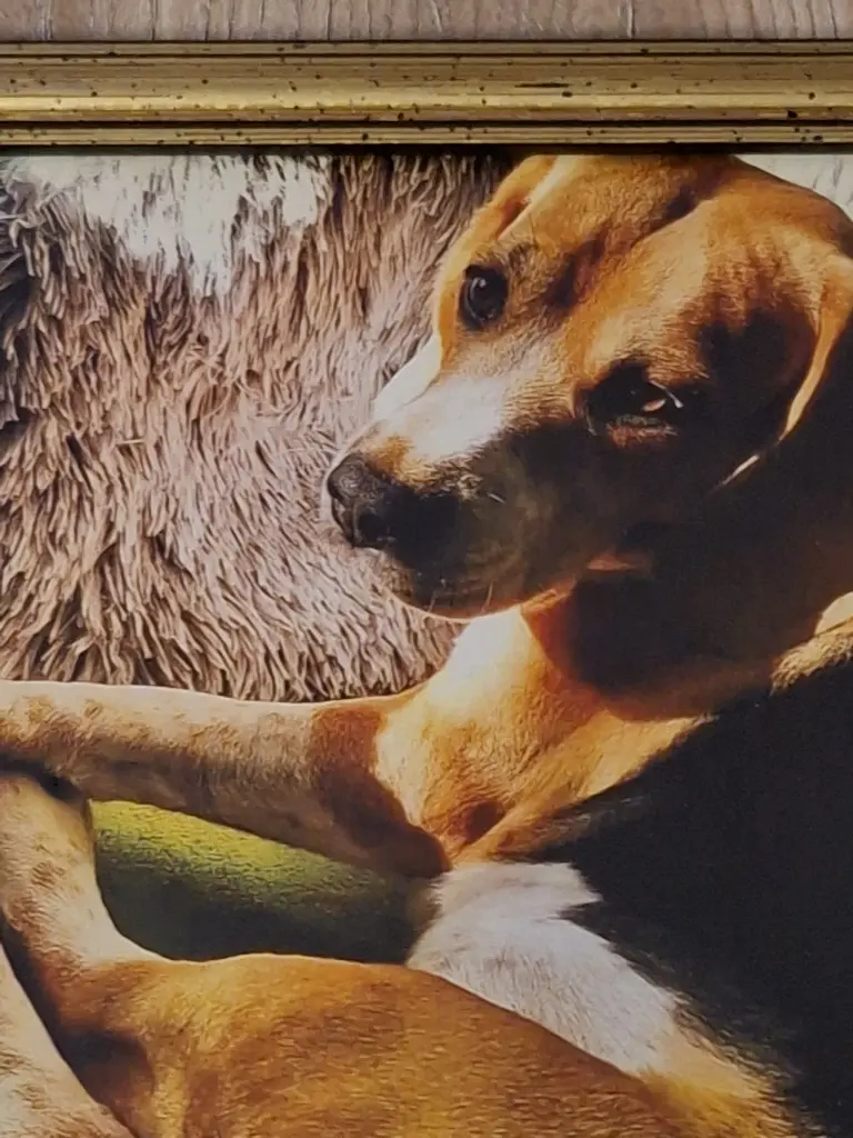 Bild von Balou