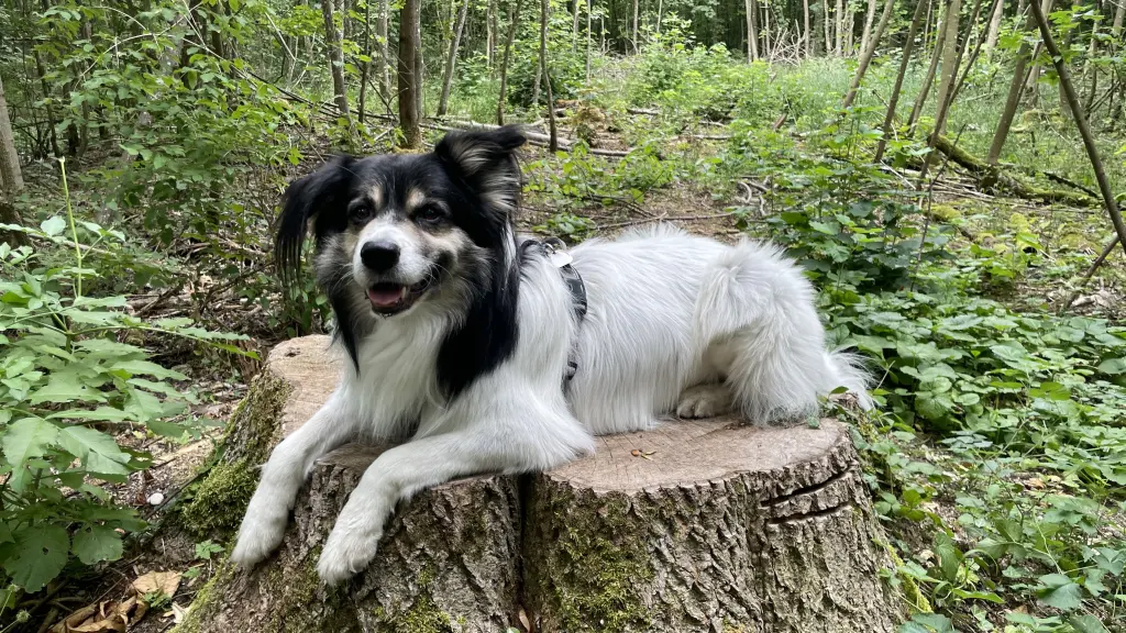 Bild von Loki