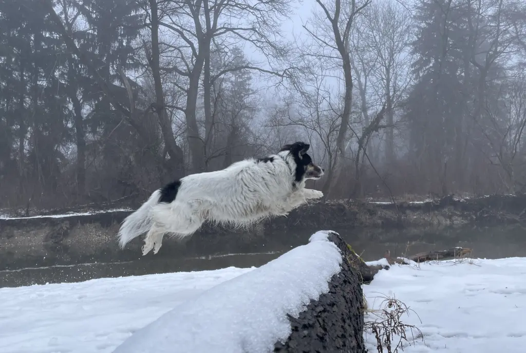 Bild von Loki