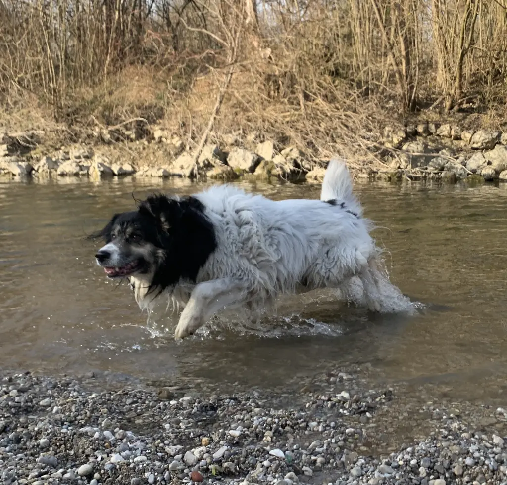 Bild von Loki