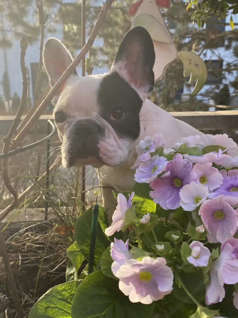 Bild von Bella