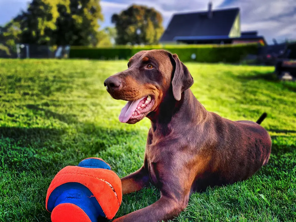 Mit seinem Ball auf seinem Hof.