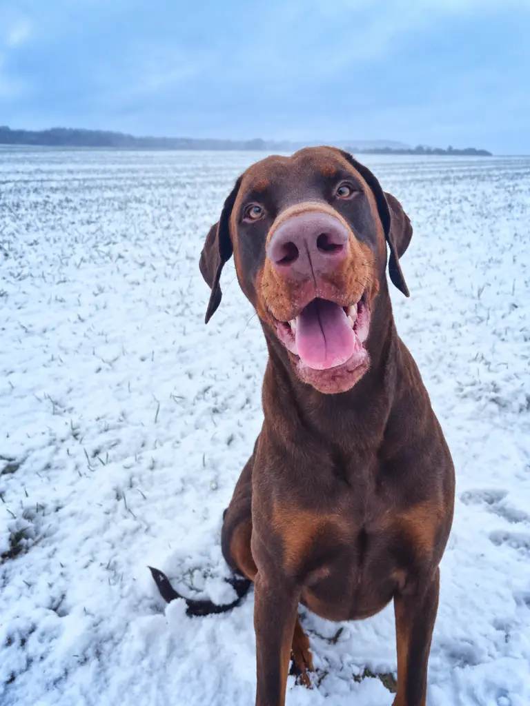 Er liebte Schnee!