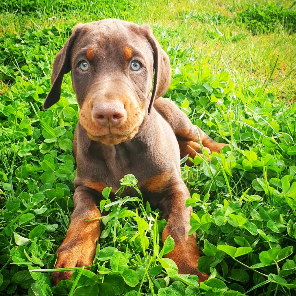 Baby Rocket