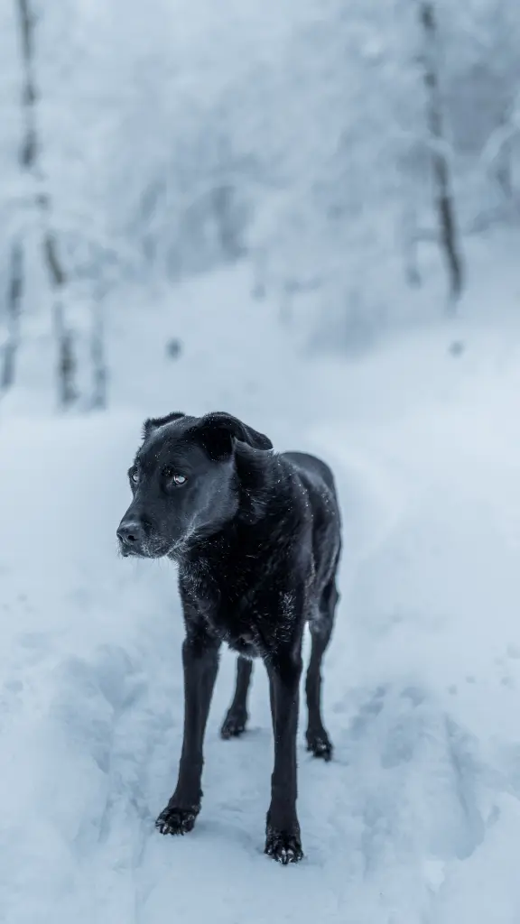 Bild von Limbo