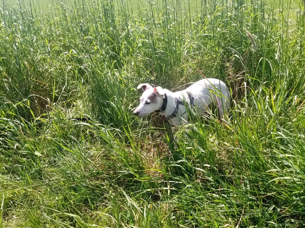 Bild von Lotty