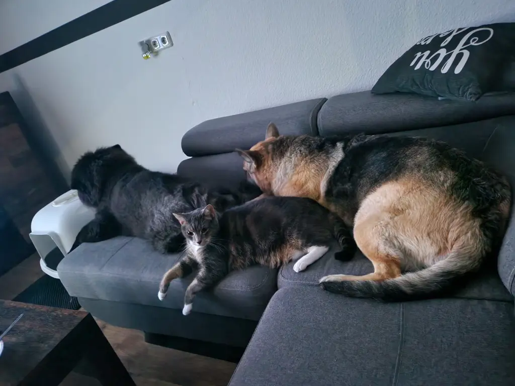 Image from Balu