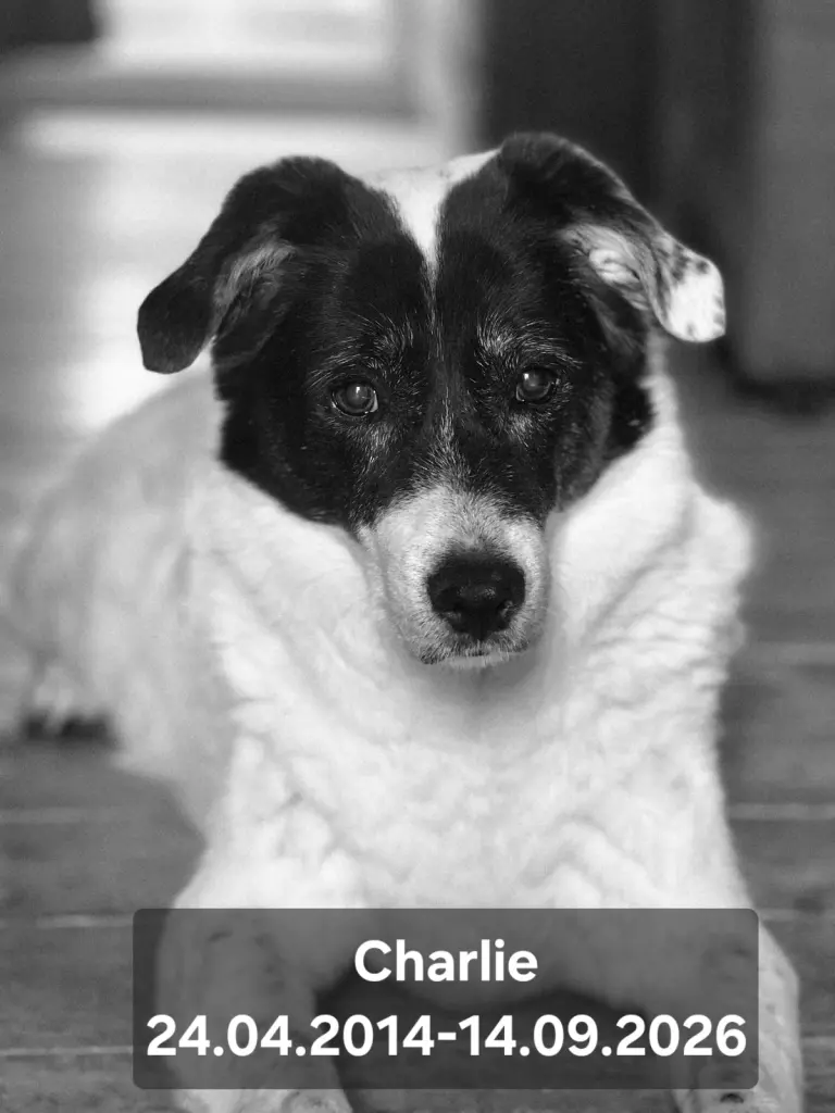 Bild von Charlie