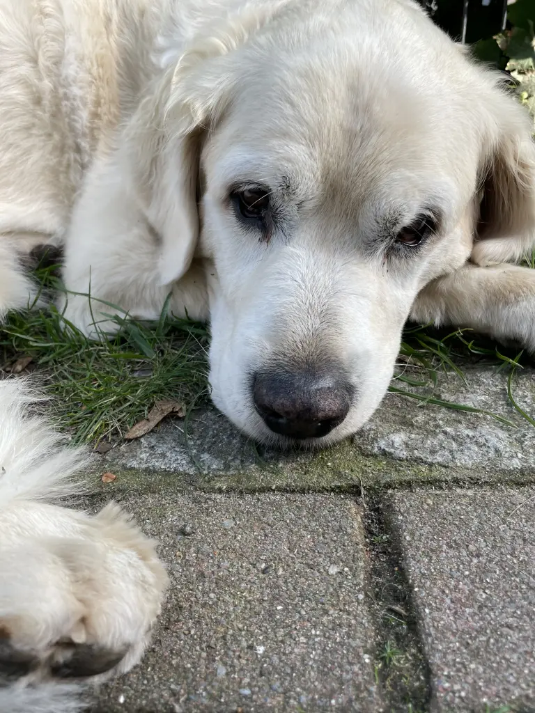 Bild von Ernie