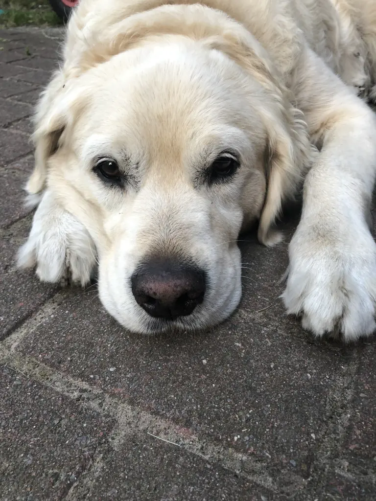 Ernie♥️