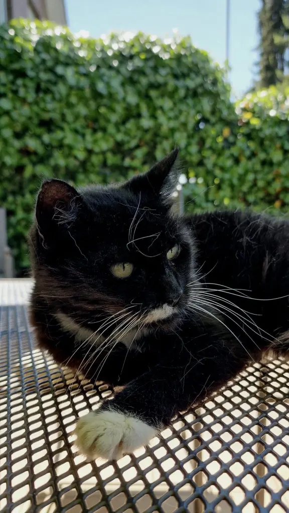 Bild von Kira