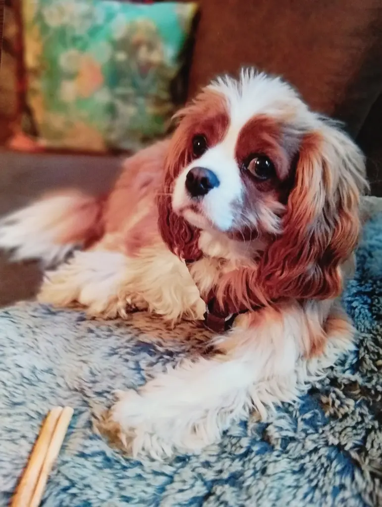 Condolence image of Carmen