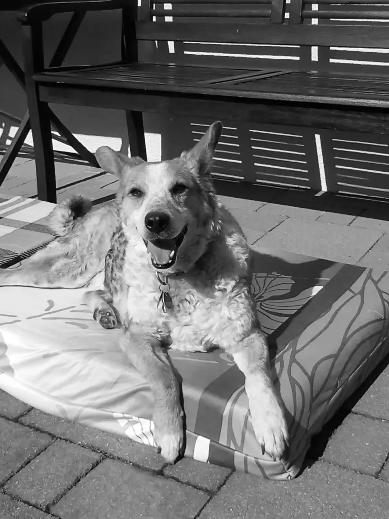 Bild von Jimmy
