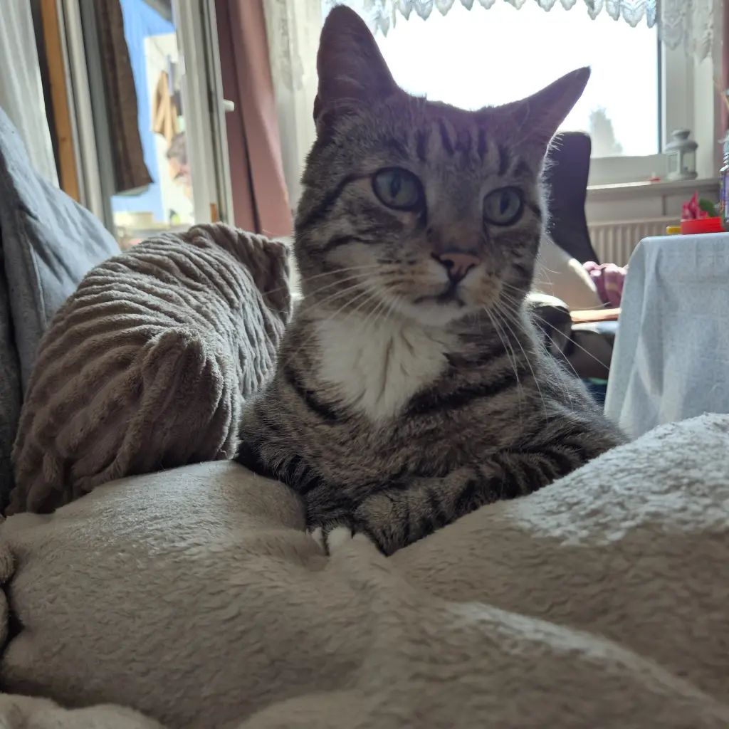 Bild von Molly