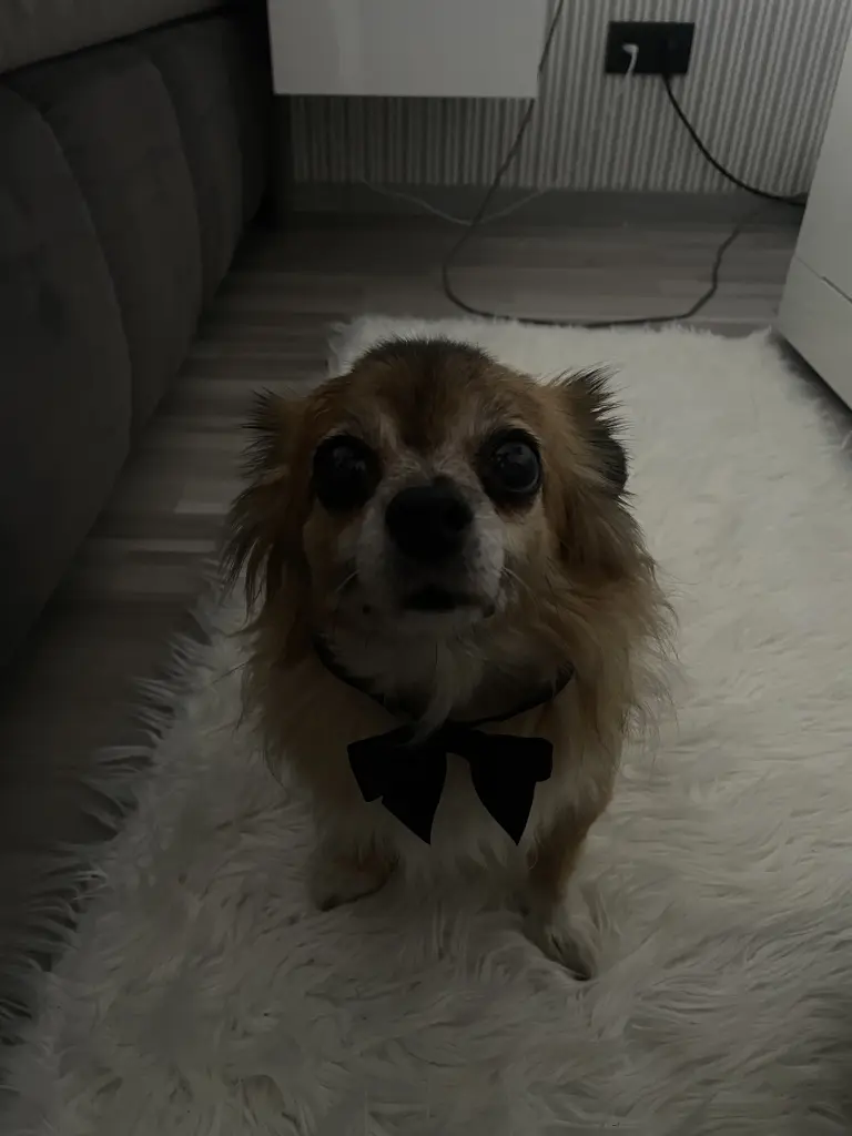 Bild von Stacey
