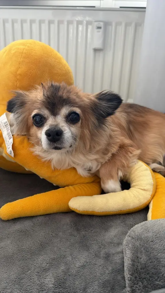 Sie liebte Kuscheltiere