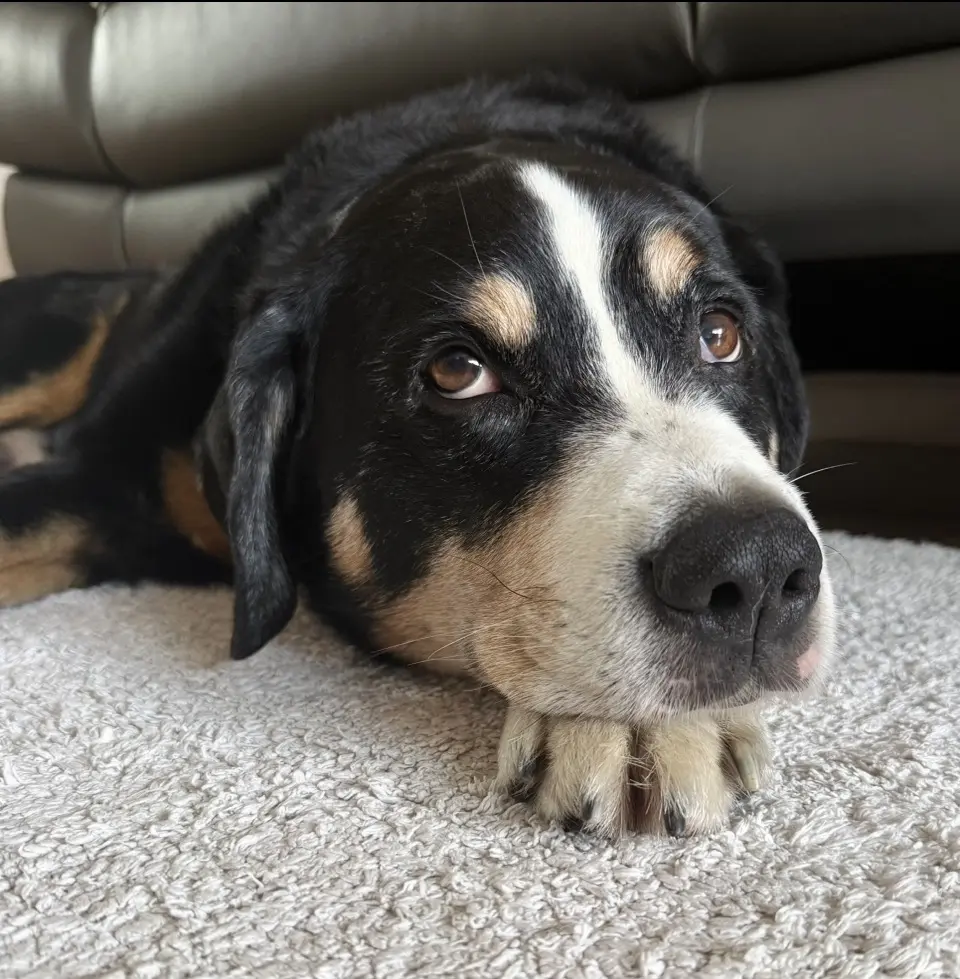 Bild von Rocky