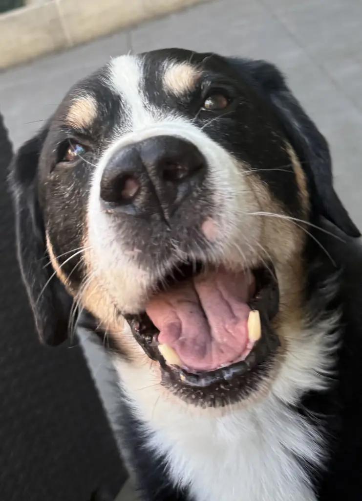 Bild von Rocky