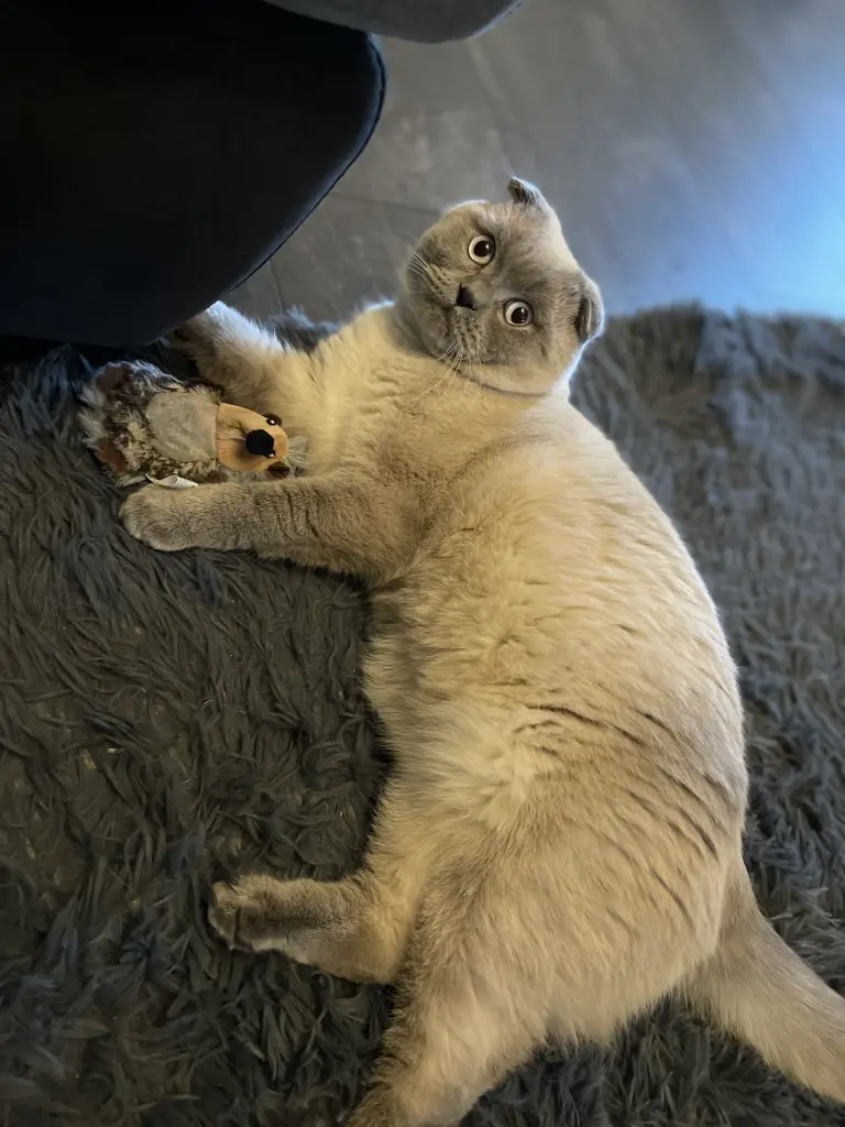 Bild von Monty