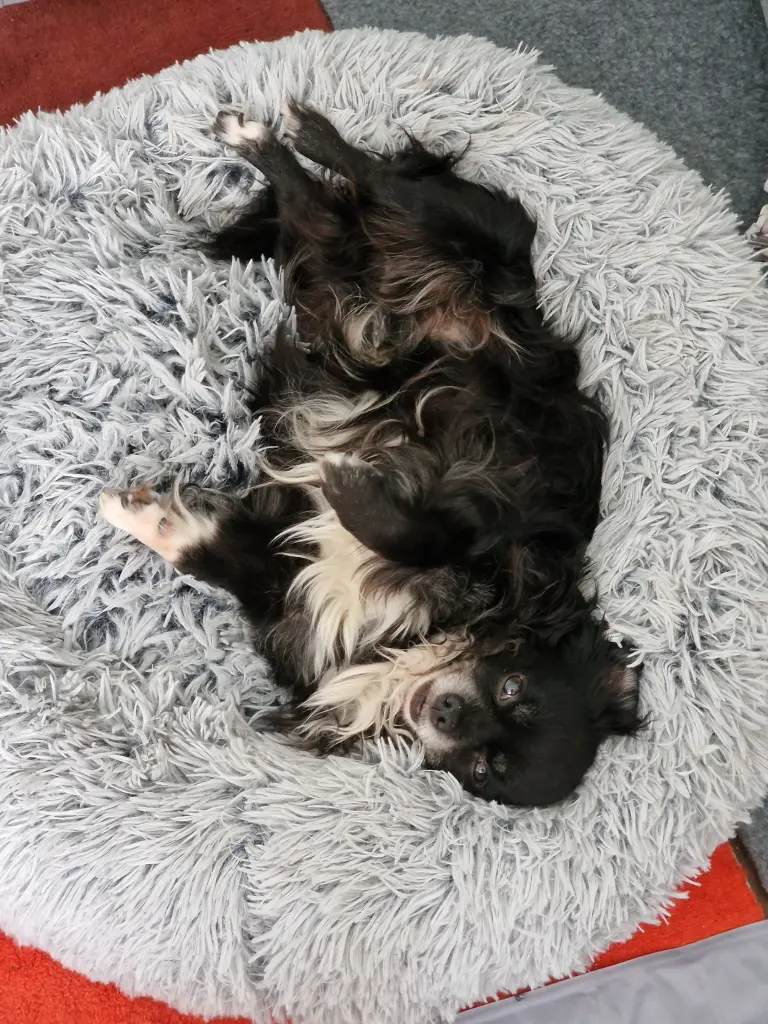 Sein Lieblingsbett.