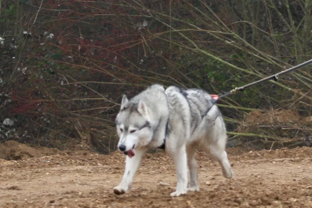 Bild von Amak