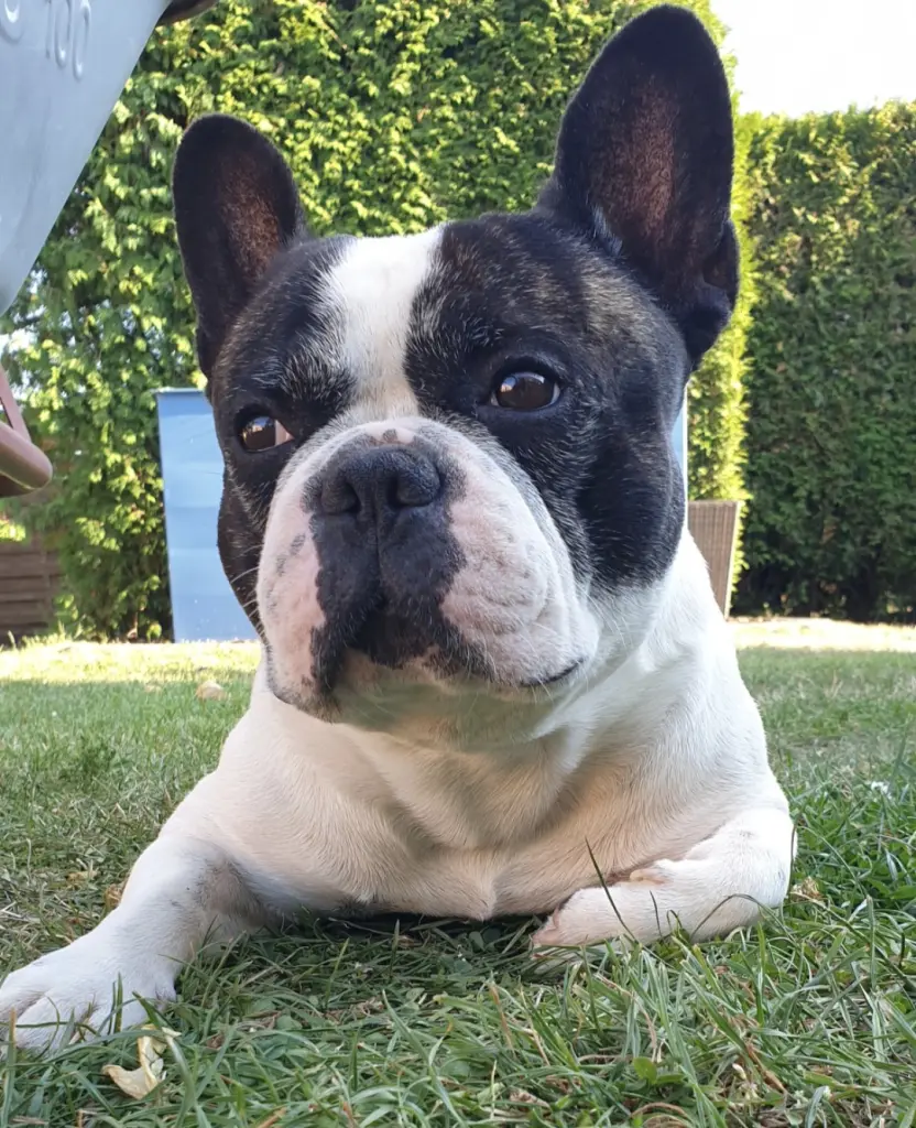 Bild von Hugo