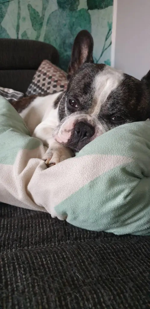 Bild von Hugo