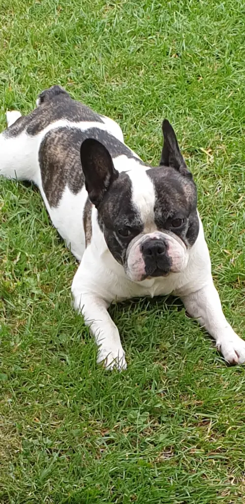 Bild von Hugo