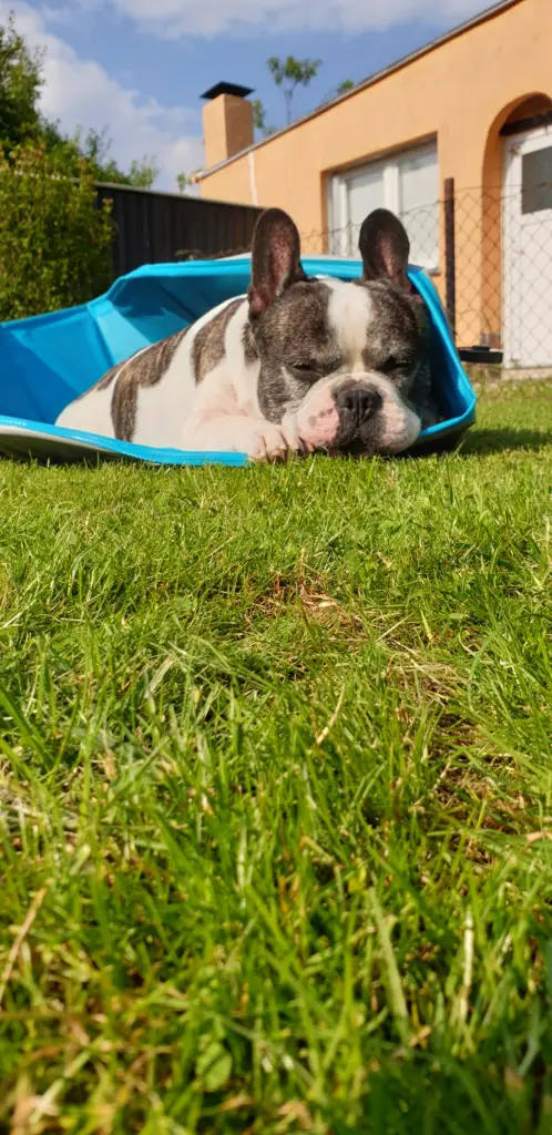Bild von Hugo