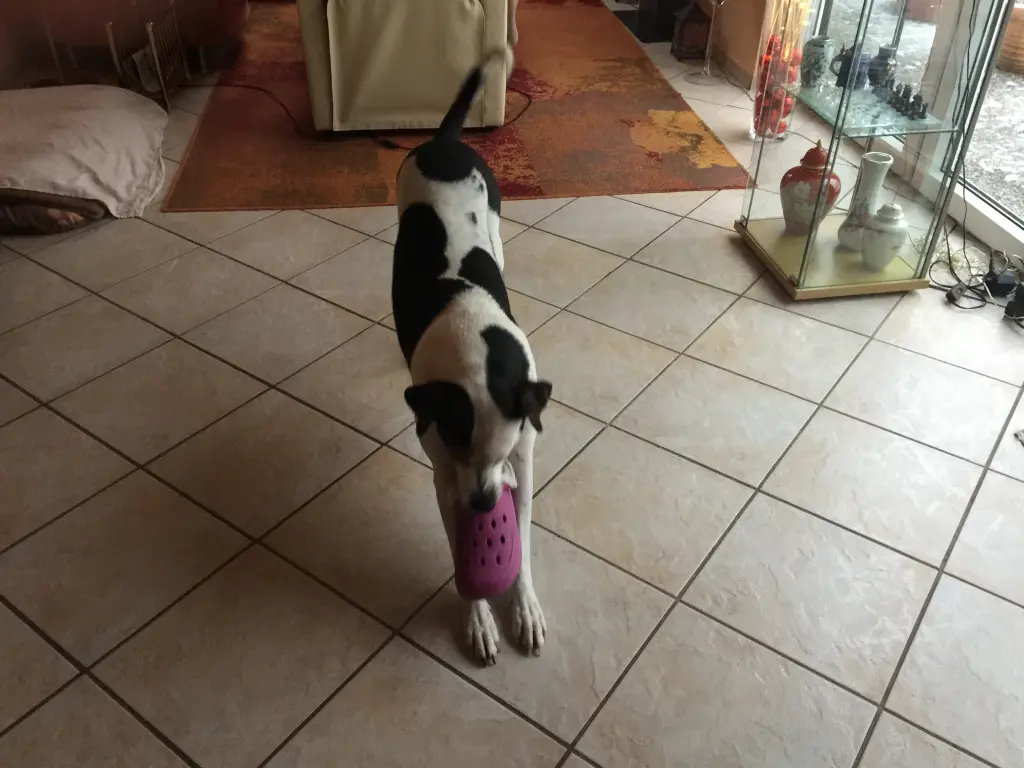 Bild von Daisy