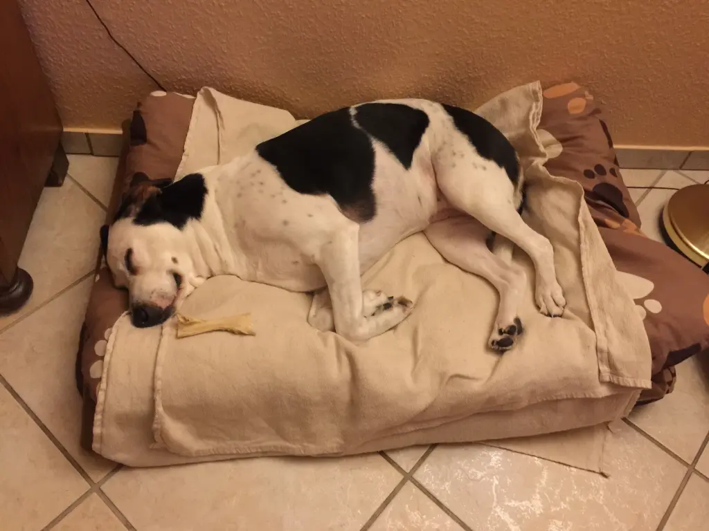 Daisy auf Ihrer Lieblingsdecke