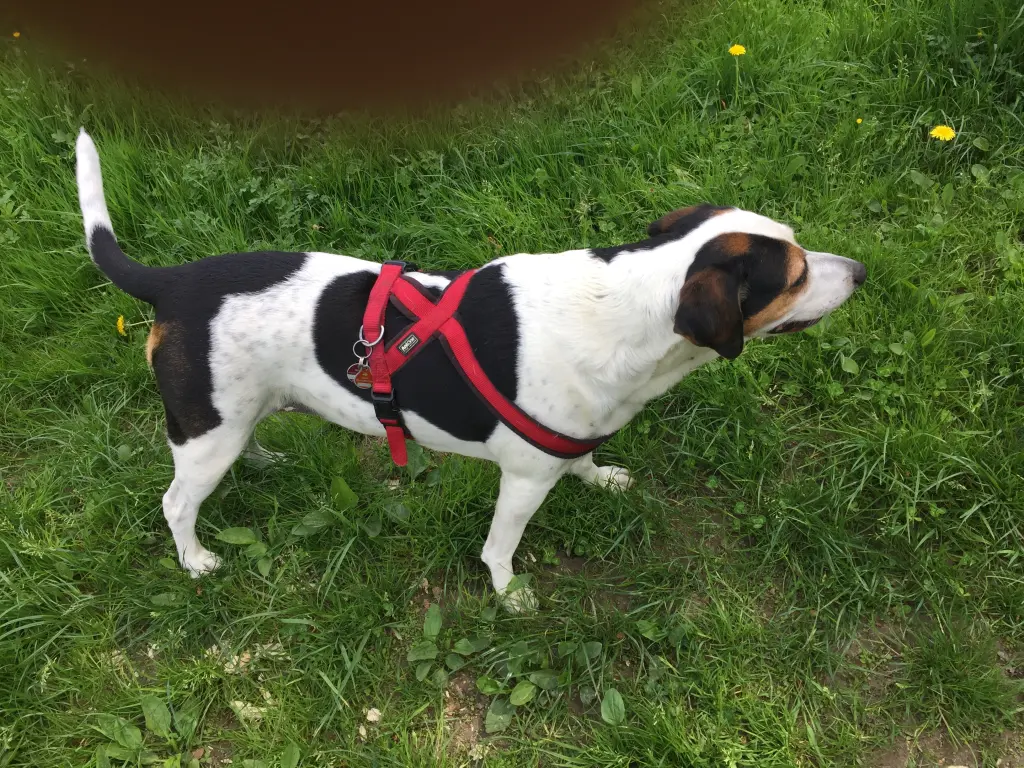 Daisy erkundet den Garten