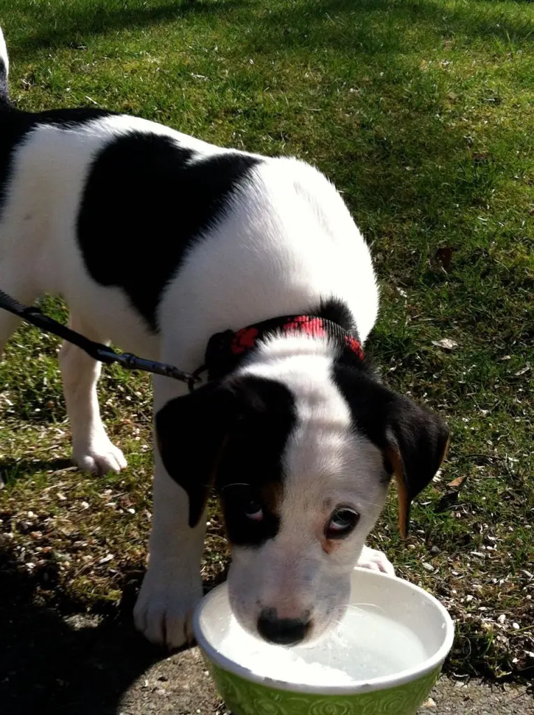 Daisy mit 10 Wochen