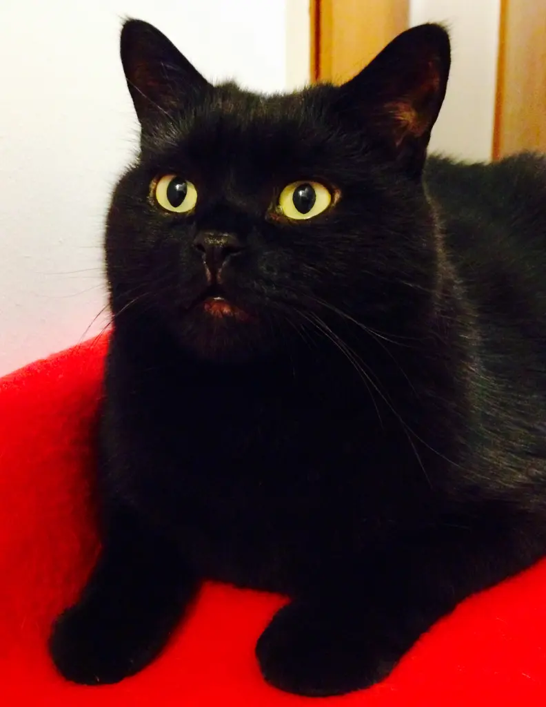 Bild von Teddy