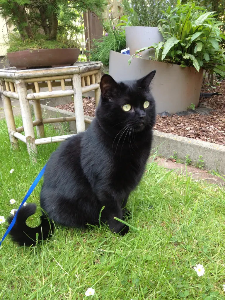 Bild von Teddy