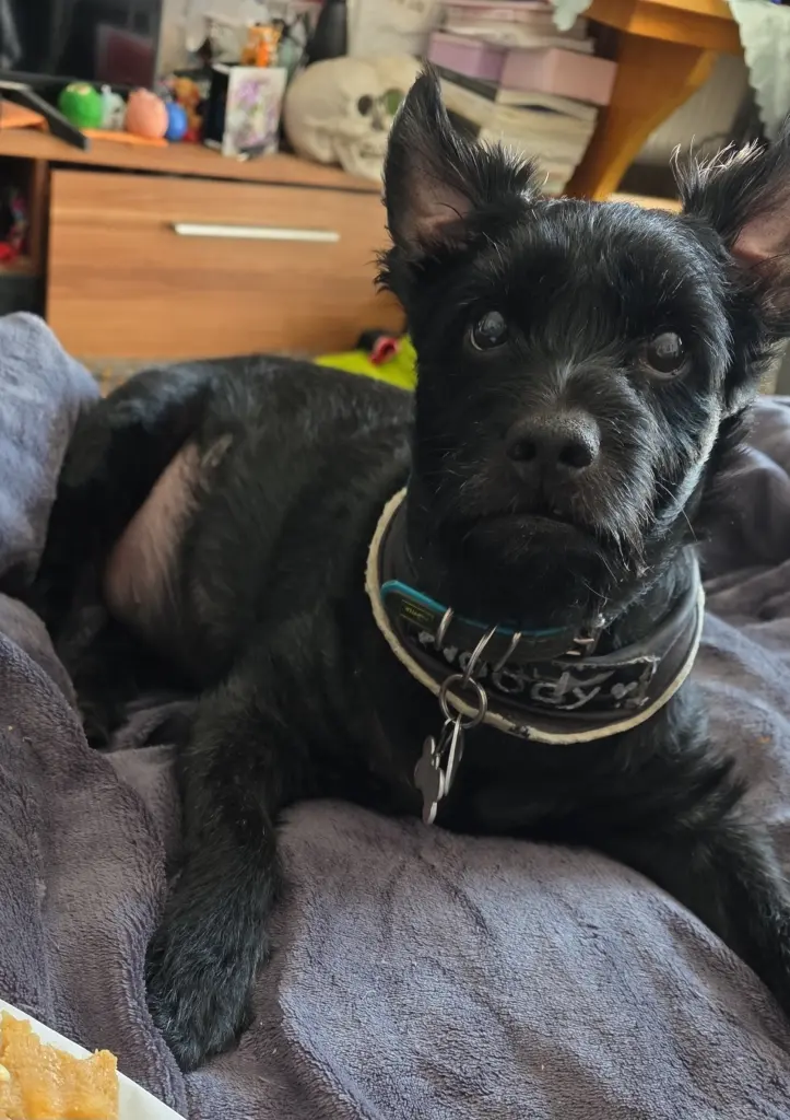 Bild von Woody