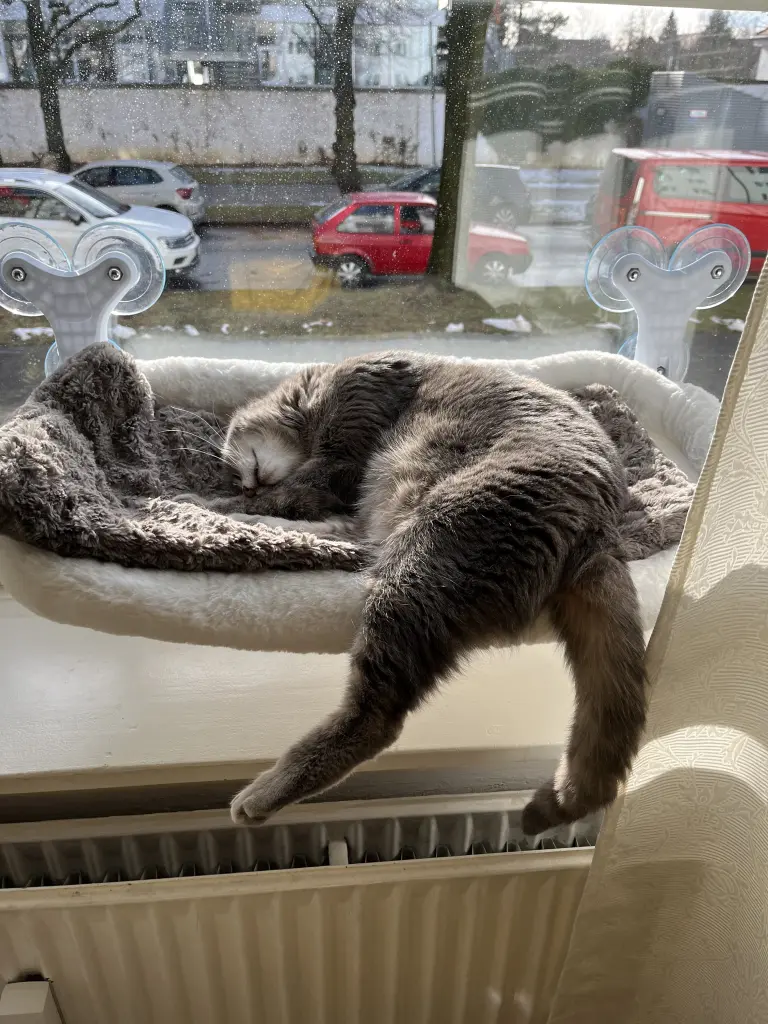 Bild von Missi