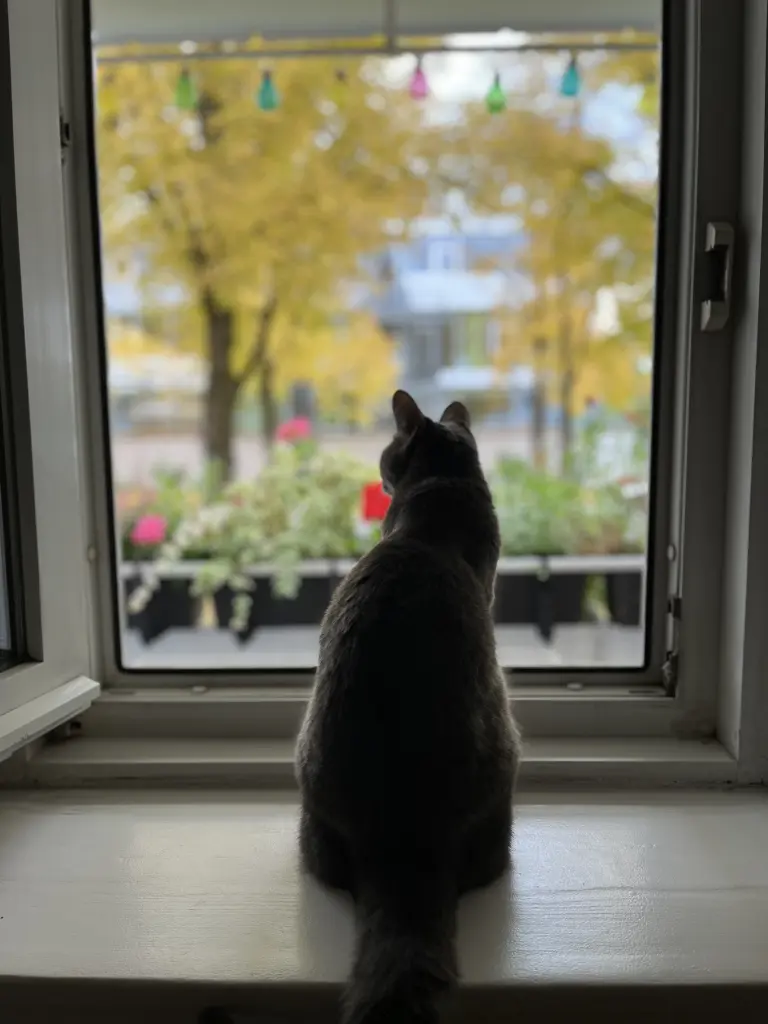 Bild von Missi