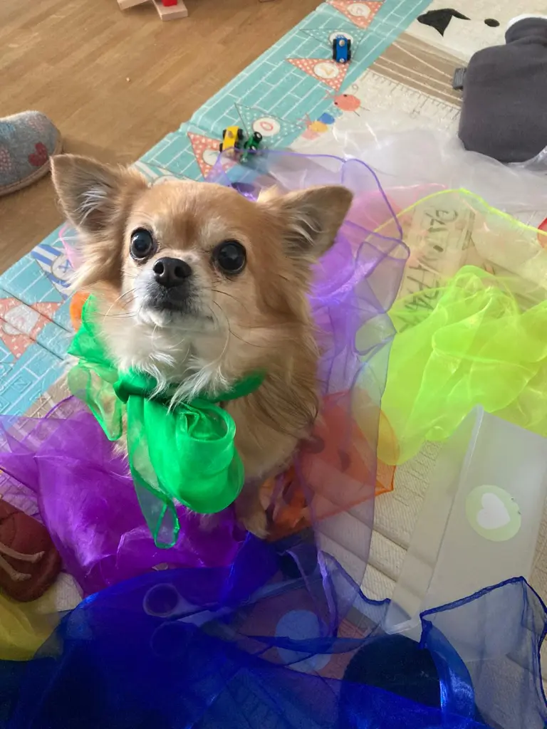 Bild von Rocky